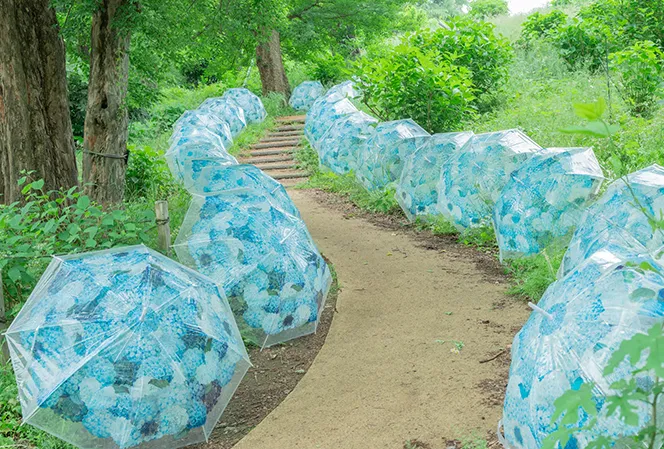 アジサイ傘のフォトスポットイメージ