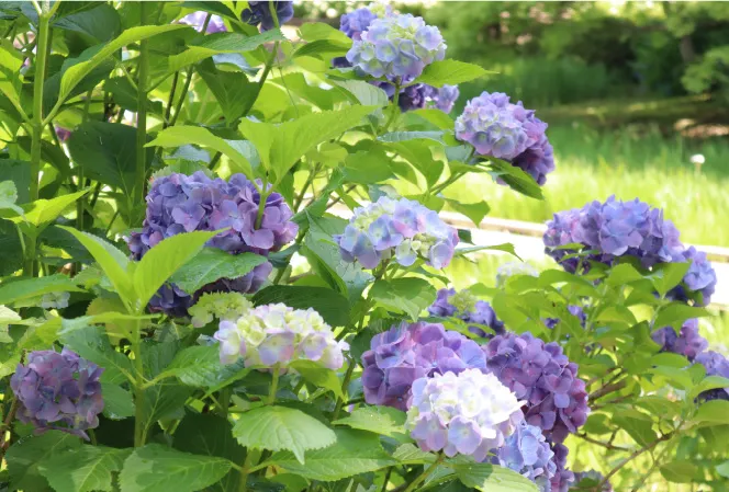 多摩の紫陽花めぐり展イメージ