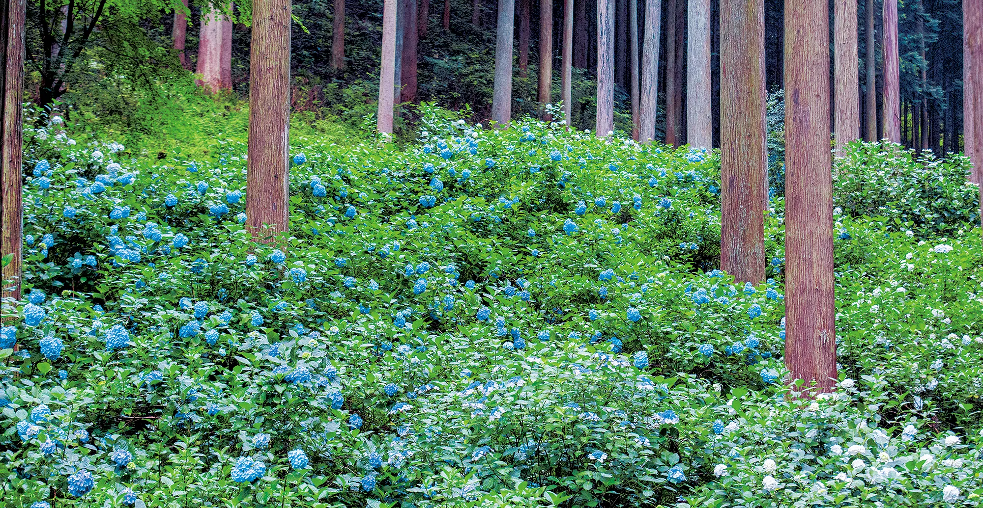 【あきる野市】南沢あじさい山