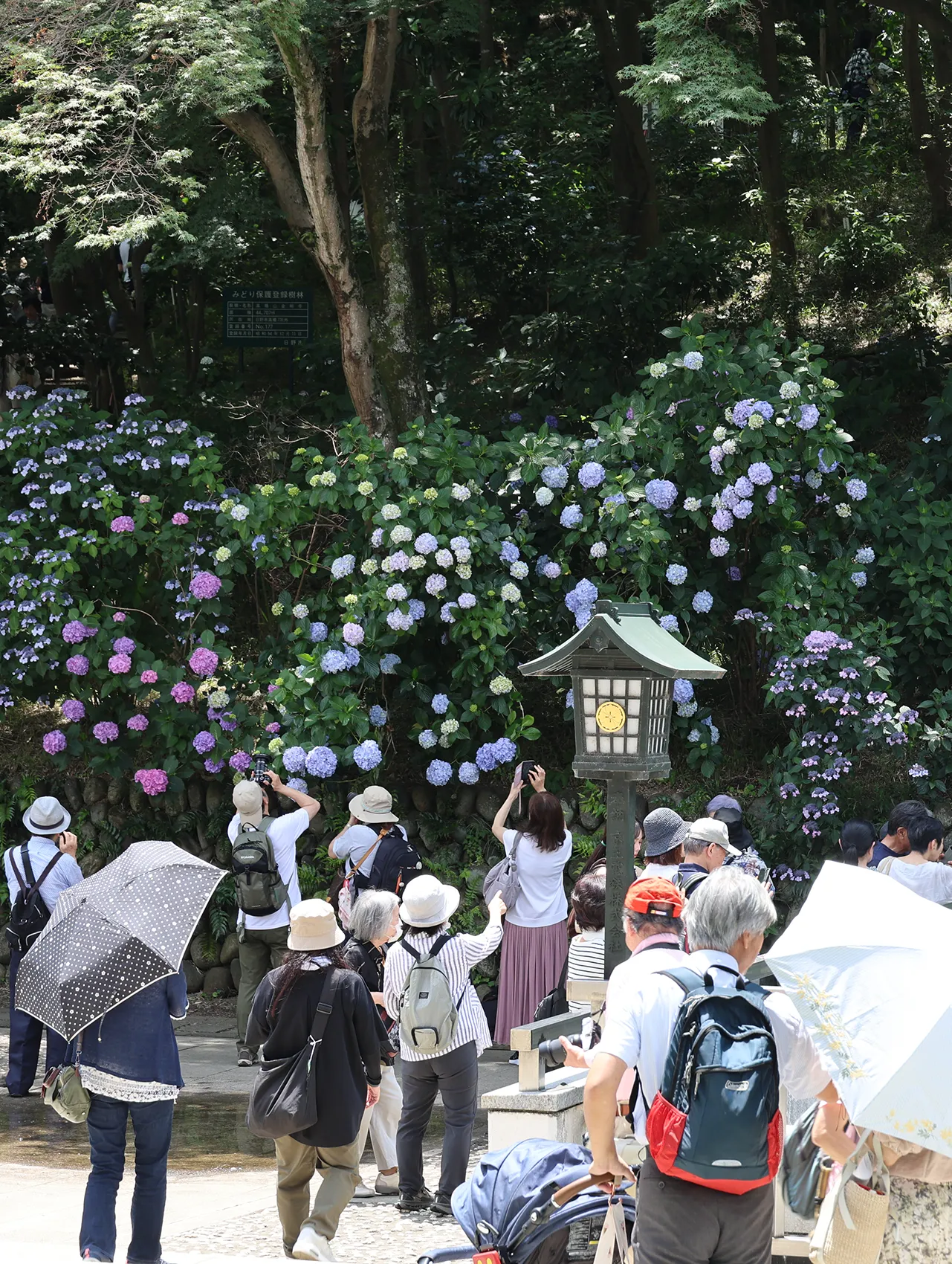 国営昭和記念公園×秋川渓谷あじさいまつり 多摩の紫陽花めぐり