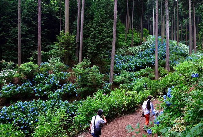 南沢あじさい山イメージ