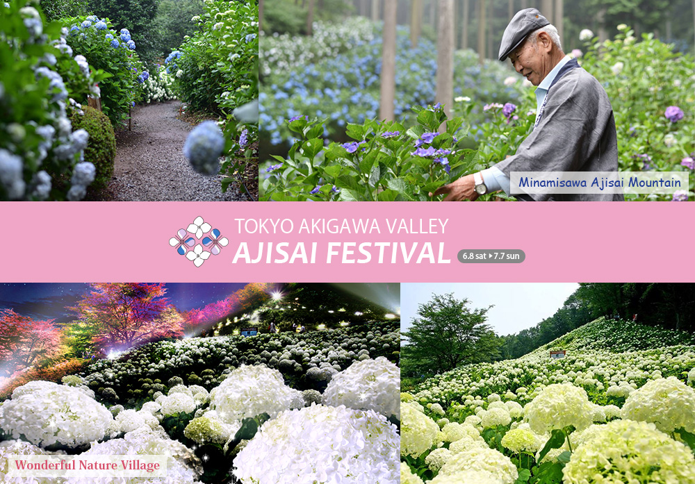 TOKYO AKIGAWA VALLEY AJISAI FESTIVAL 6.8 sat - 7.7 sun [Minamisawa Ajisai Mountain][Wonderful Nature Village]