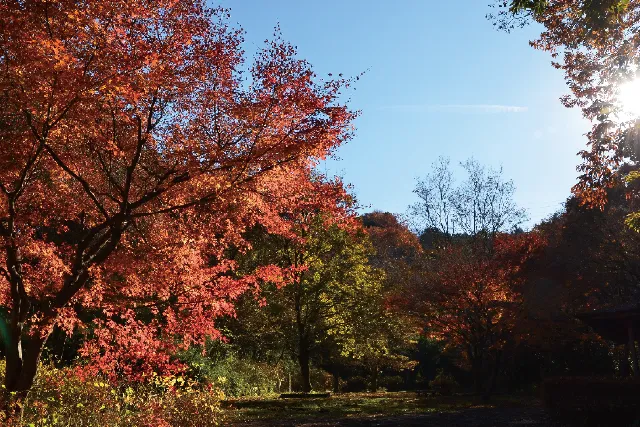 あきる野