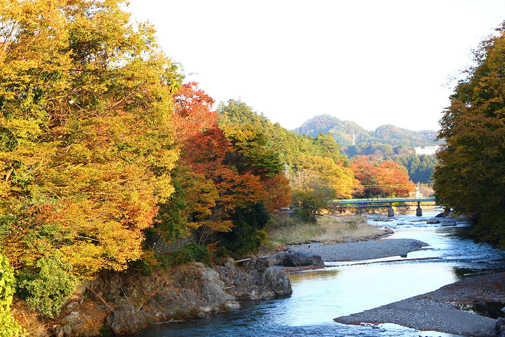 秋川沿いの落葉樹