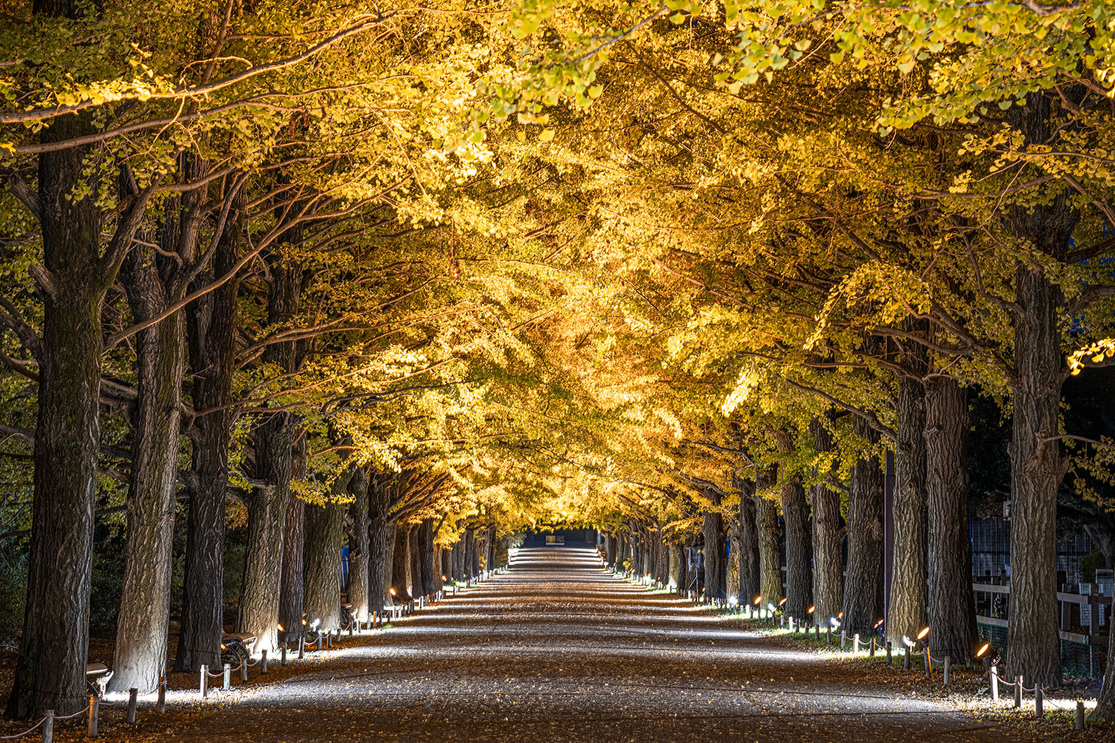 国営昭和記念公園 多摩のまとめ 国営昭和記念公園 多摩のまとめ