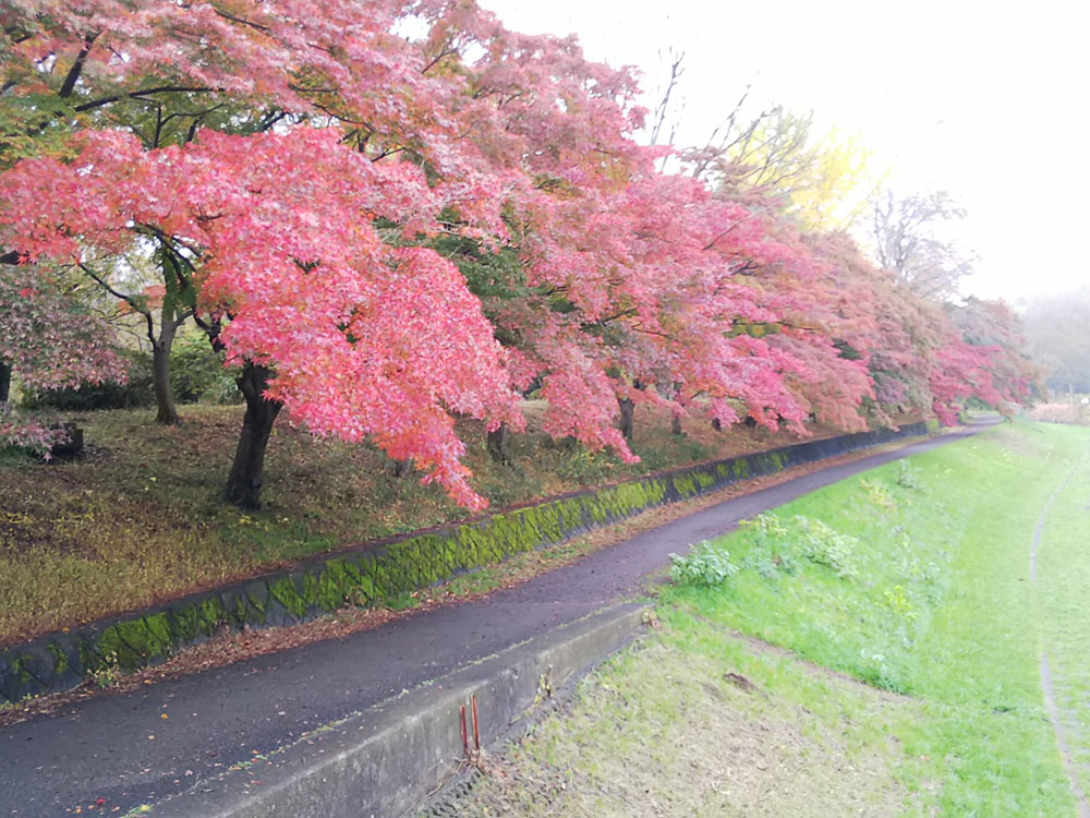 紅葉の並木道