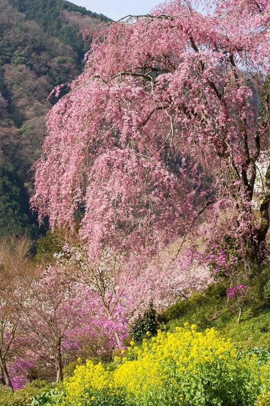 枝垂桜と菜の花