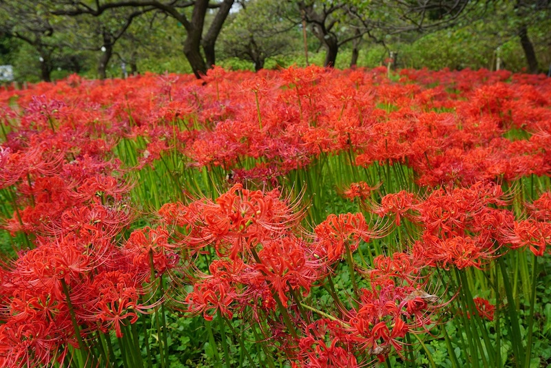 真っ赤に燃えるように咲く約万本のヒガンバナ 曼殊沙華 府中市郷土の森博物館 府中市 ほか 多摩のぶらり花紀行