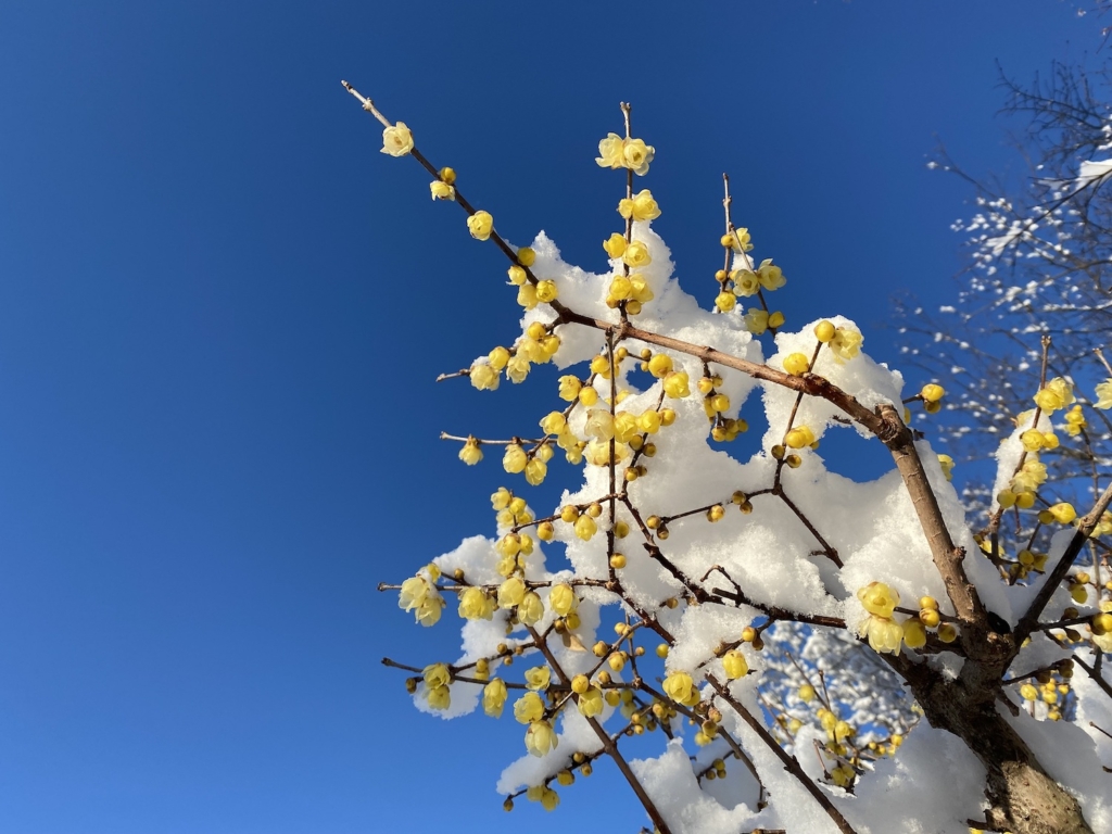雪をかぶってけなげに咲くソシンロウバイ