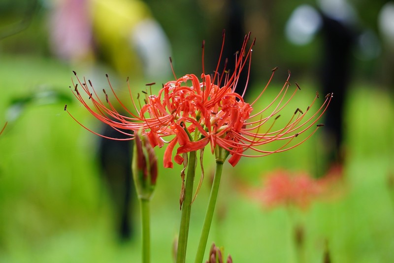 6枚の花びらを付けた花が放射状に集まる