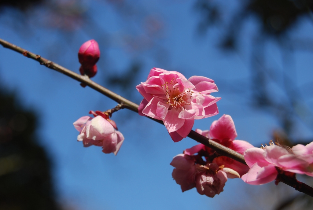 限定販売格安 私の大好きな見事な花瓶 緑のピカピカが眩い 菖蒲の金彩