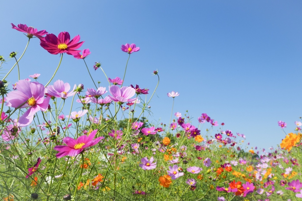 秋を代表する花「コスモス」