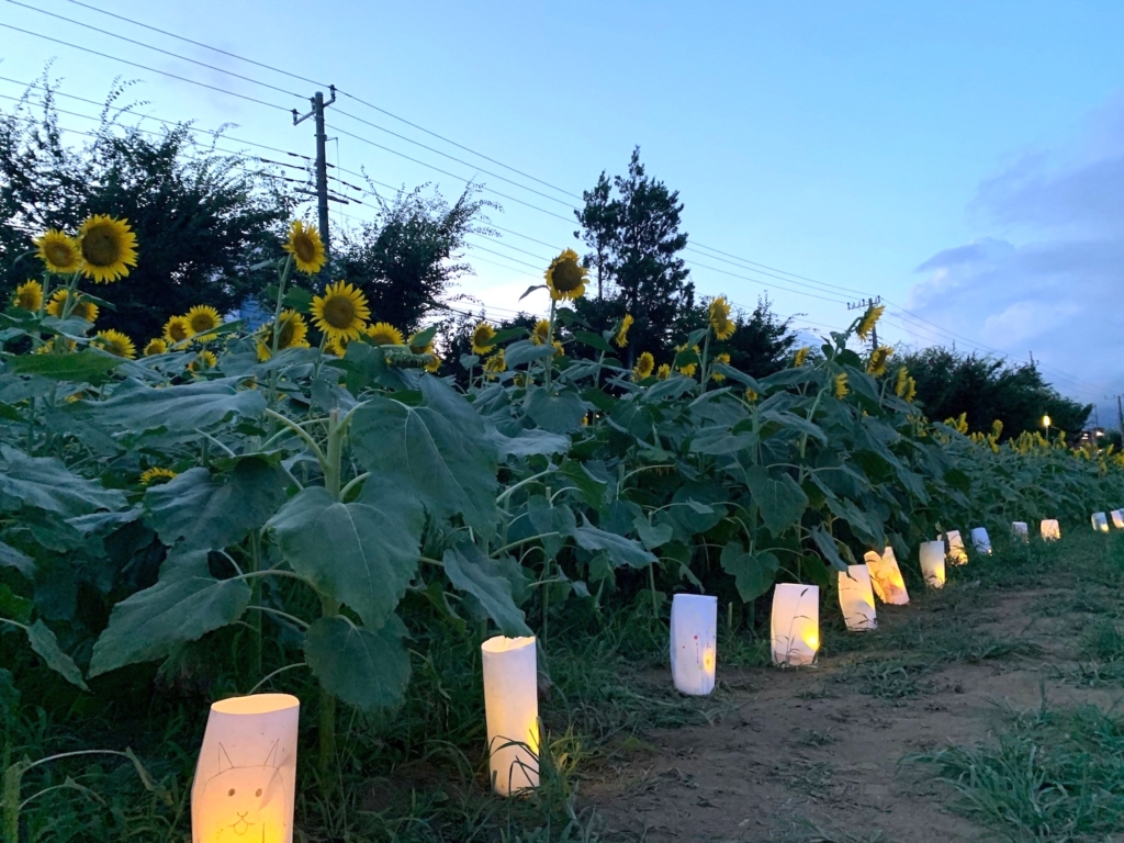 ひまわりの根元の市民手作りの灯ろう