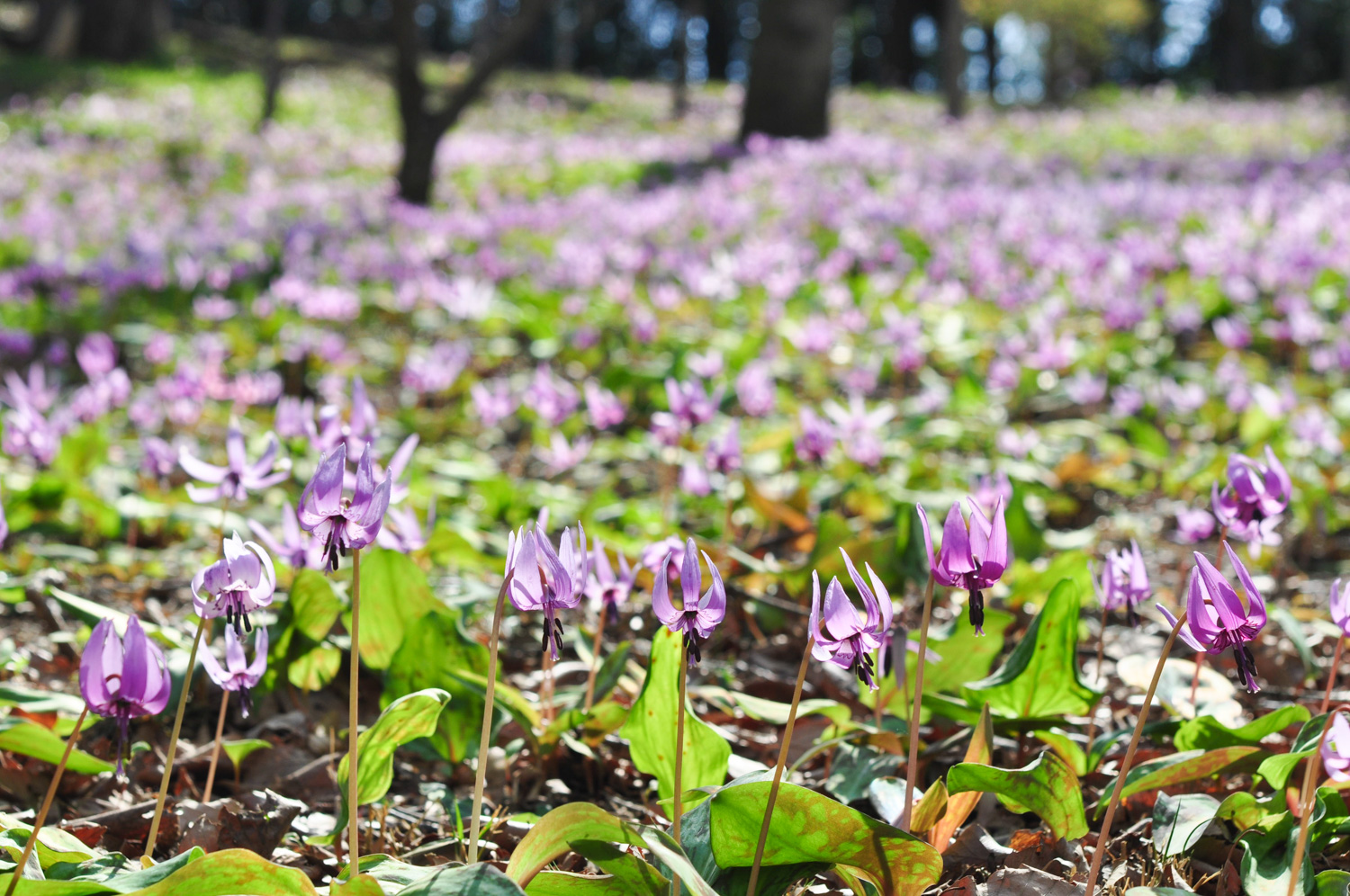 約20万株のカタクリが可憐に咲き誇る【さやま花多来里の郷(瑞穂町)】 - 多摩のぶらり花紀行