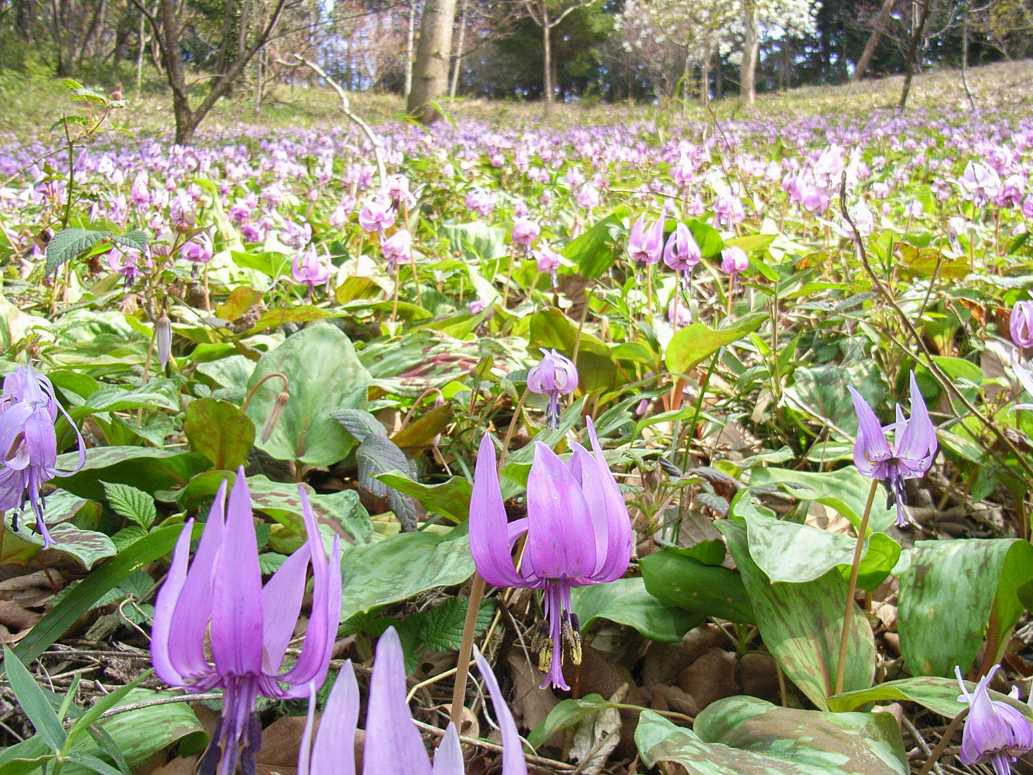 約20万株のカタクリが可憐に咲き誇る【さやま花多来里の郷(瑞穂町)】 - 多摩のぶらり花紀行