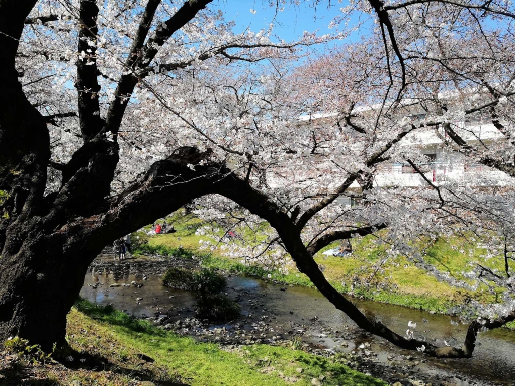 大きく伸びた桜