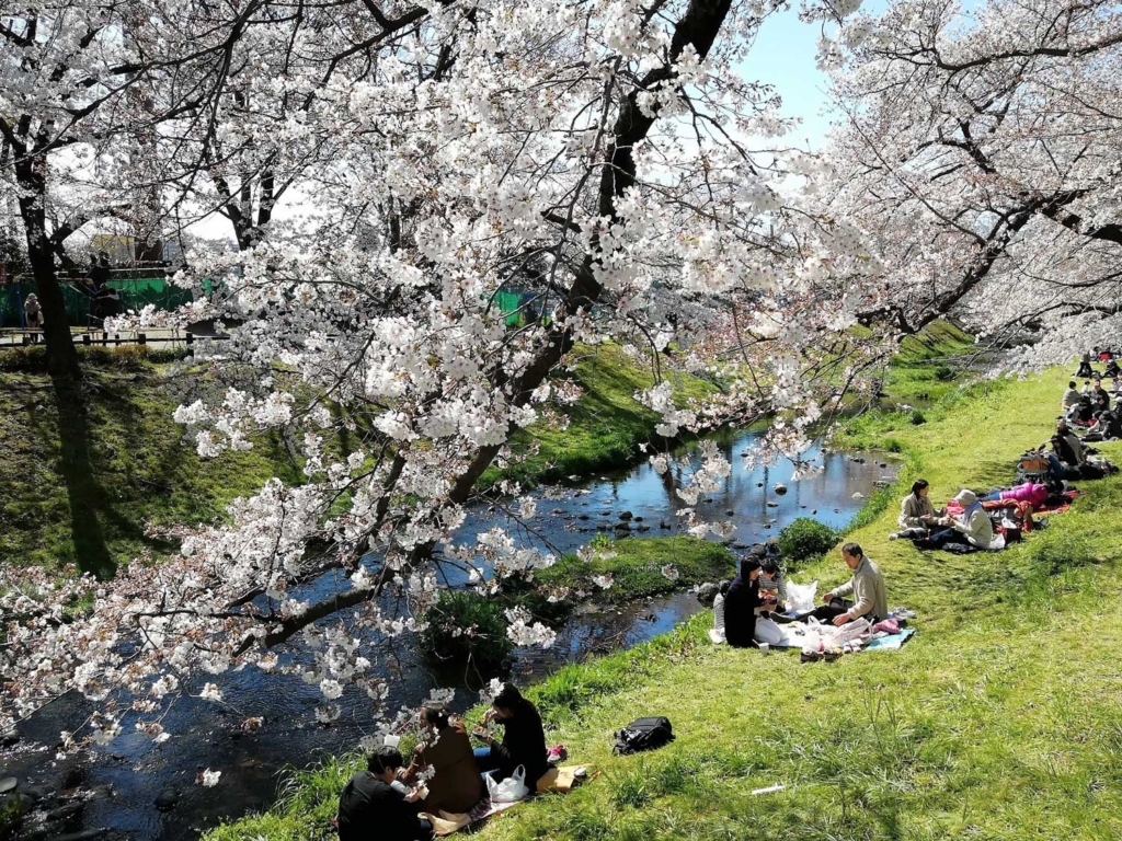 通販超激得D108　作者不詳　貢銘　「桜咲く川辺の風景」　20号　油彩　肉筆　リアリズム美景 自然、風景画