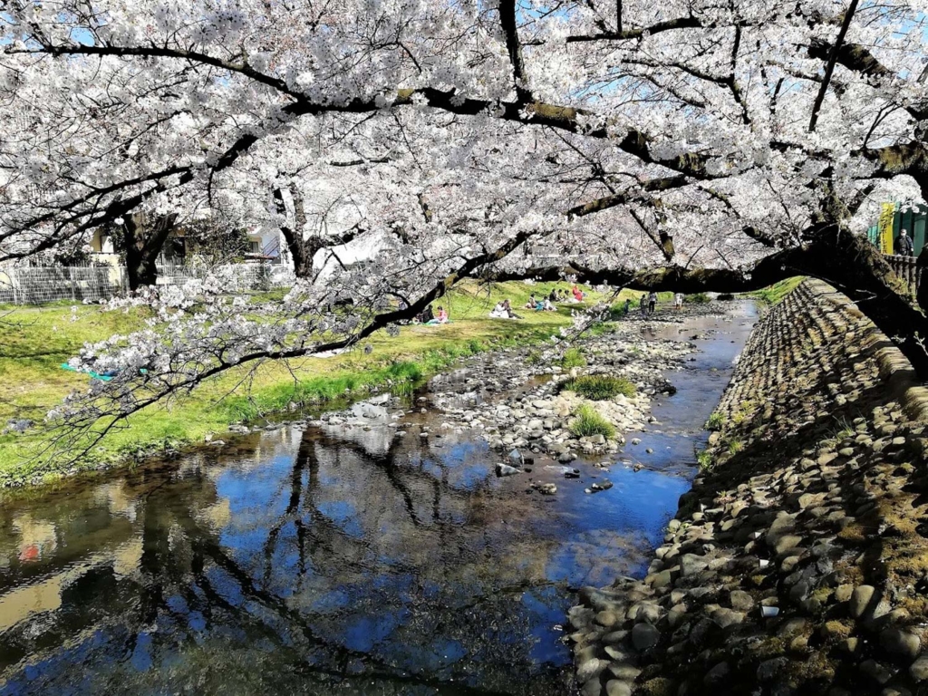 満開の桜