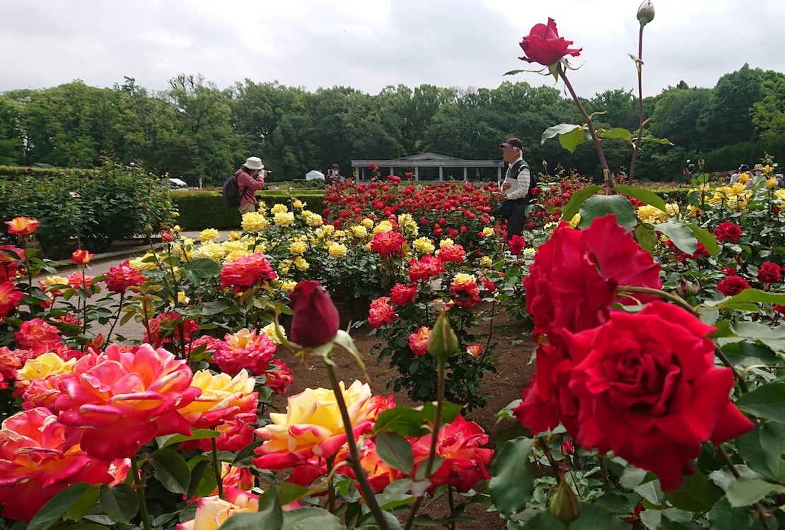 【調布市】約4,800種類の花や樹木が見られる“東京を代表する”植物公園