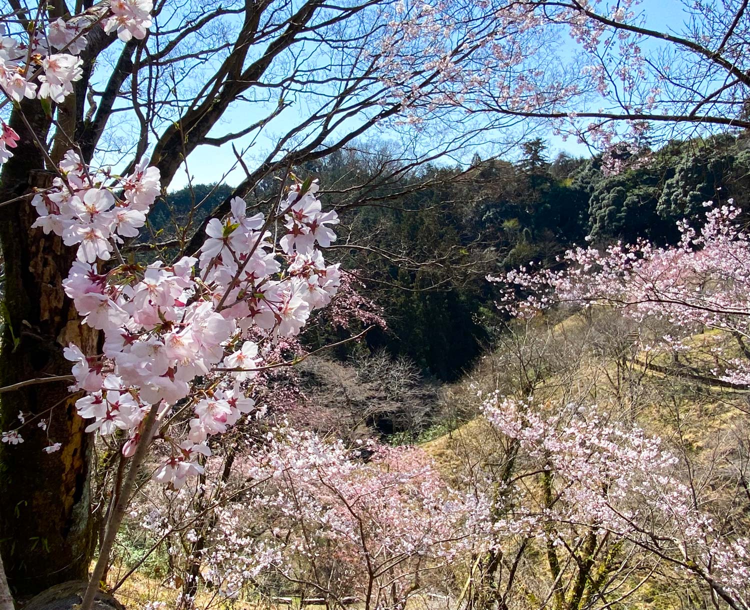 【八王子市】日本全国の桜を楽しめる国内唯一の施設「多摩森林科学園・サクラ保存林」