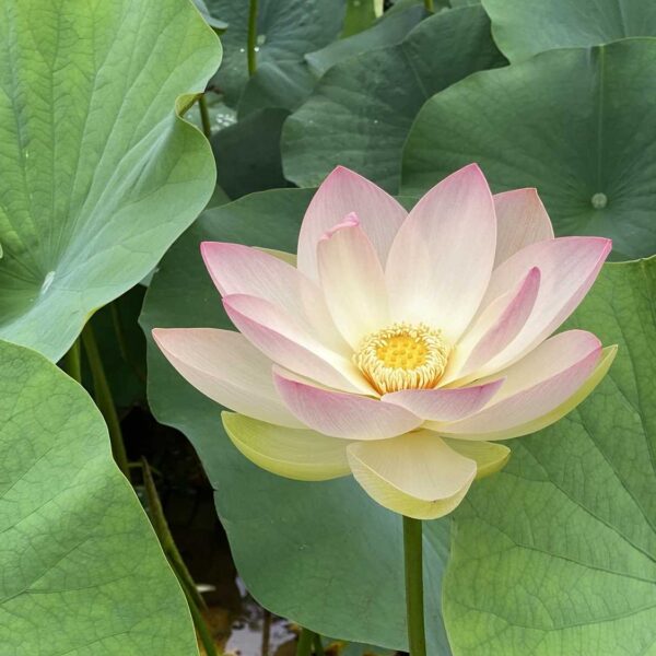 【中古】 まぼろしの花がさいた 二千年まえのハスを開花させた大賀一郎博士の六十年/くもん出版/神戸淳吉 まぼろしの花がさいた 二千年まえのハスを開花させた大賀一郎