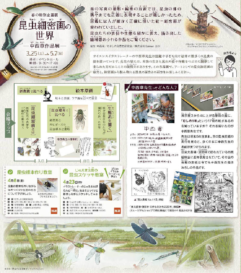 西東京市】「昆虫細密画の世界～中西章作品展～」多摩六都科学館で開催