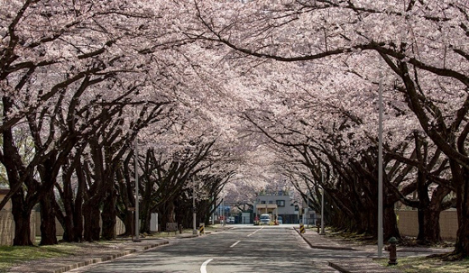 横田基地 4月6日に毎年恒例の「サクラ・スプリング