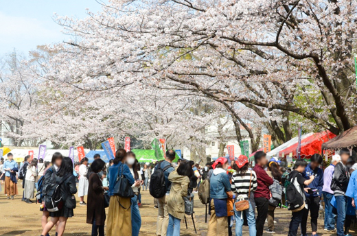 府中市】「第53回府中市民桜まつり」がスタート！ 23日・24日には歩行