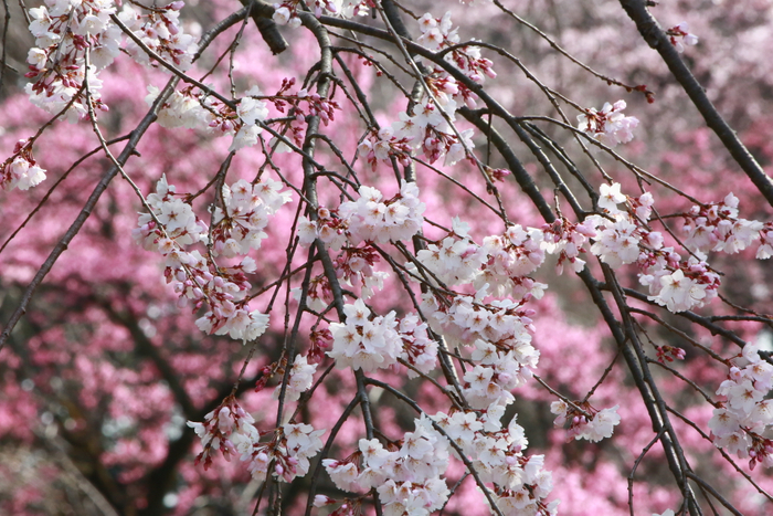 神代植物公園にて「早春の催し」を2月上旬から開催 | イマタマ 神代植物公園にて「早春の催し」を2月上旬から開催 | イマタマ