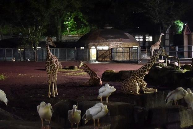 多摩動物公園 イマタマ
