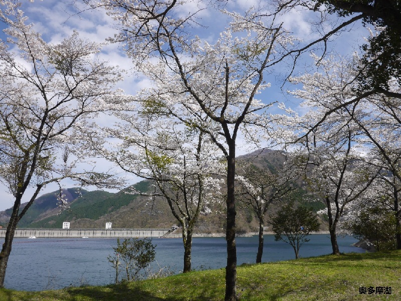 奥多摩町 桜情報 奥多摩でソメイヨシノやヤマザクラを楽しむ イマタマ