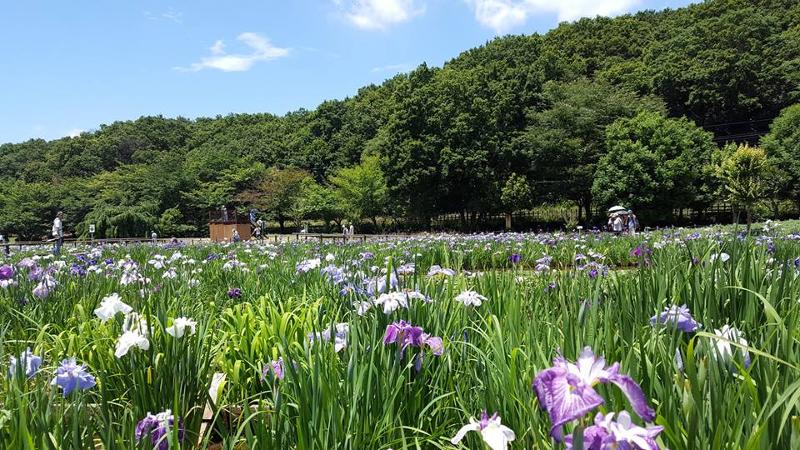 北山公園 菖蒲田 東村山菖蒲まつり イマタマ