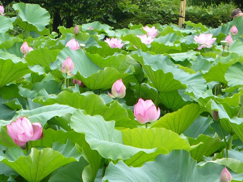 町田薬師池公園 イマタマ