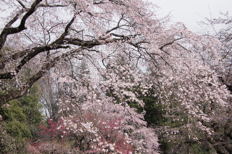 調布市神代植物公園 ソメイヨシノや枝垂桜など7本の桜が見ごろ イマタマ