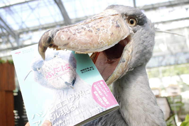 掛川花鳥園 バードスタッフのここが面白い イマタマ