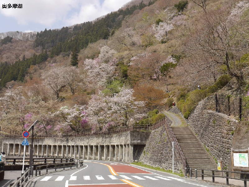 奥多摩町 桜情報 奥多摩でソメイヨシノやヤマザクラを楽しむ イマタマ