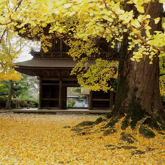 広徳寺 | イマタマ