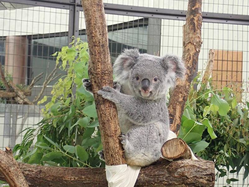 多摩動物公園 イマタマ