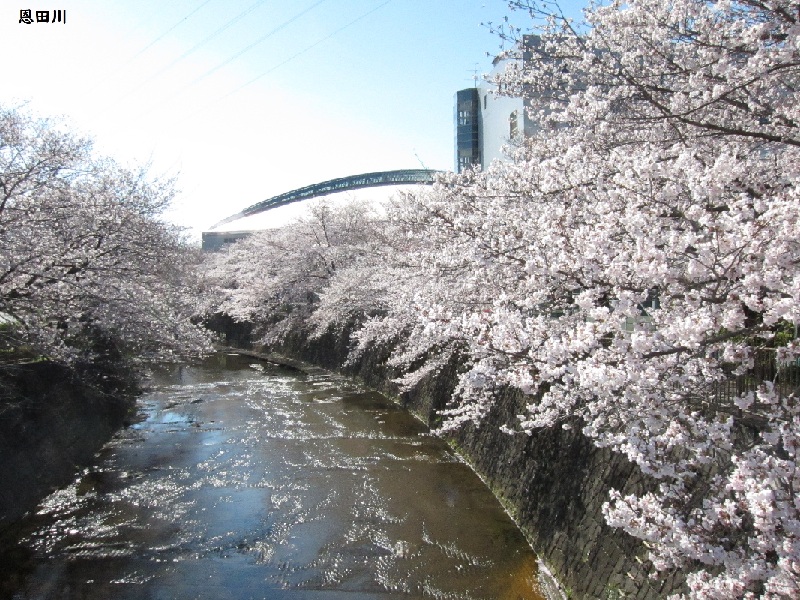 町田市 桜情報 尾根緑道では ソメイヨシノと菜の花のコラボも イマタマ