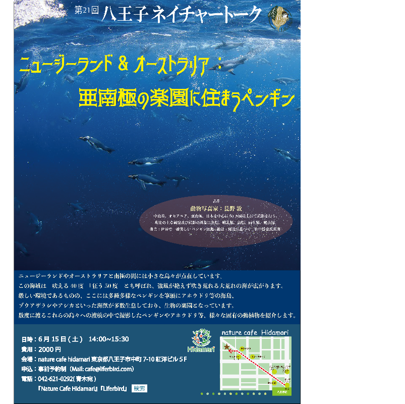 ニュージーランド オーストラリア 亜南極の楽園に住まうペンギン イマタマ