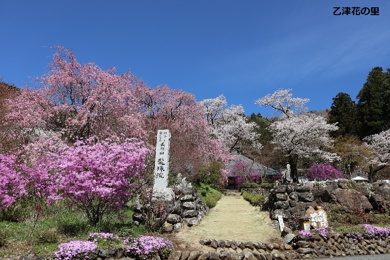 あきる野 桜やツツジなど 春の花が楽しめる イマタマ