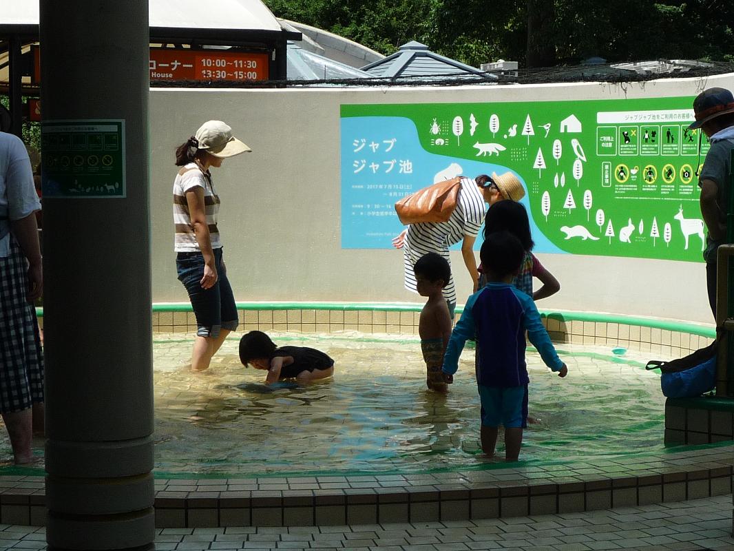 井の頭自然文化園 2カ月限定でジャブジャブ池 イマタマ 井の頭自然文化園 2カ月限定でジャブジャブ池 イマタマ