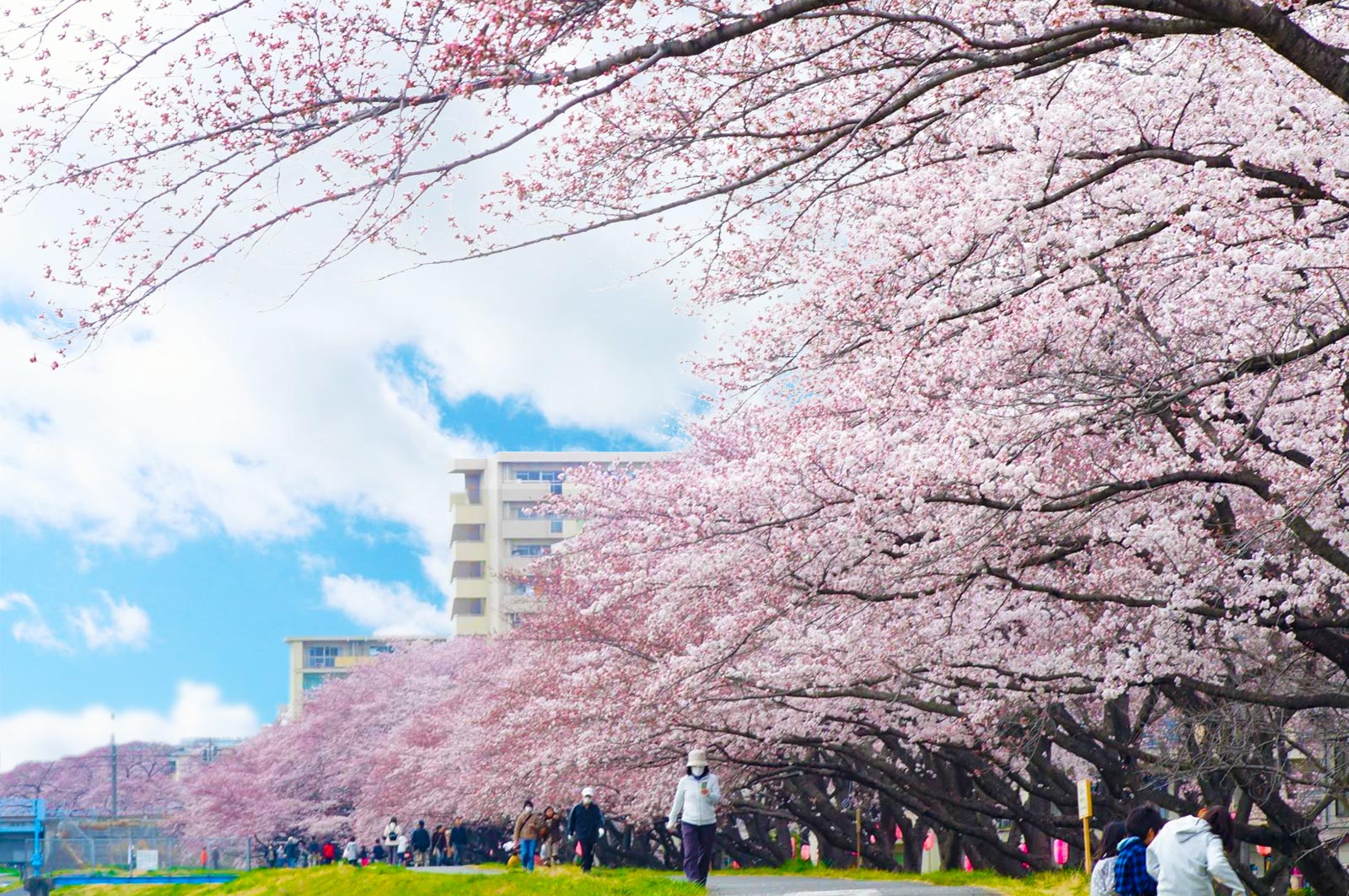 青梅線 五日市線 沿線の花図鑑 青梅線 五日市線の旅 青梅線 五日市線 沿線の花図鑑 青梅線 五日市線の旅
