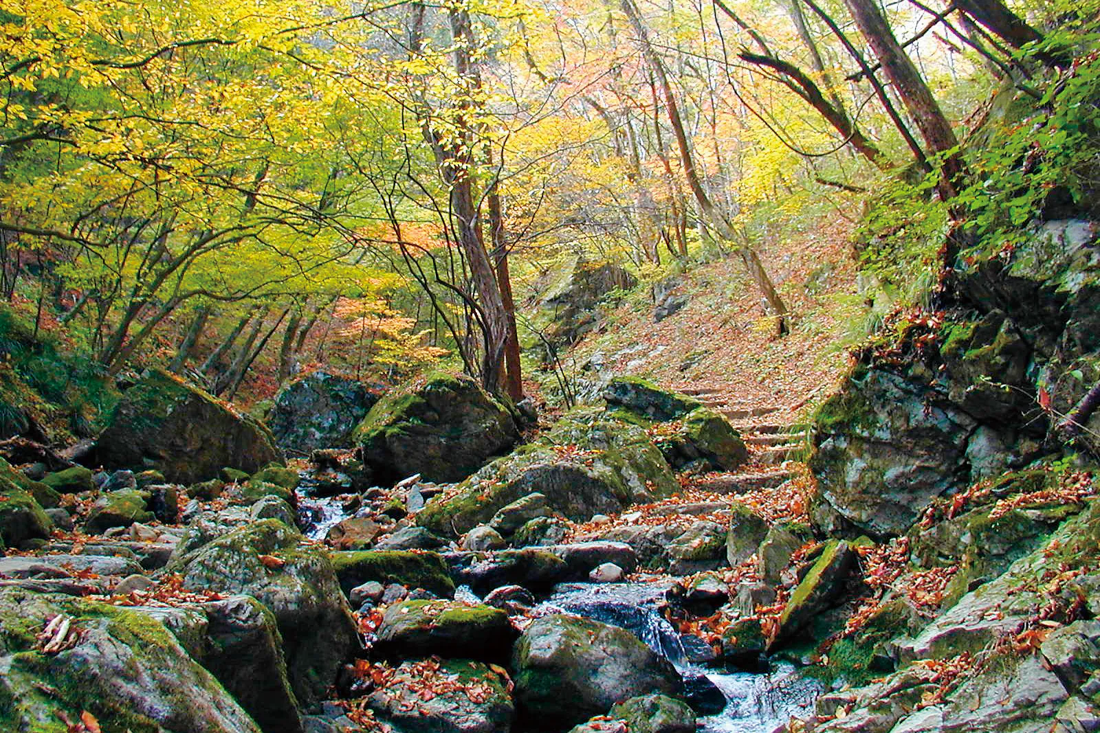 ロックガーデン