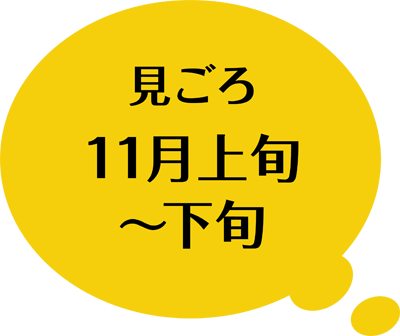 見ごろ 11月上旬〜下旬
