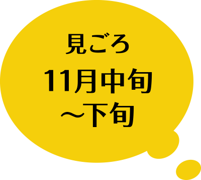 見ごろ 11月中旬〜下旬