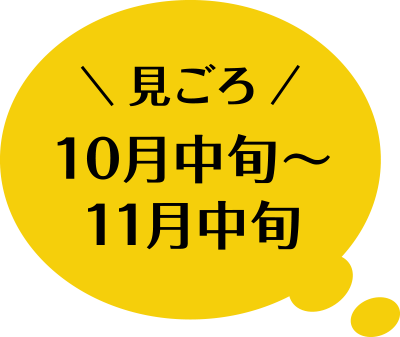 見ごろ 10月中旬〜11月中旬