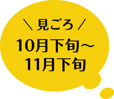 見ごろ 10月下旬〜11月下旬